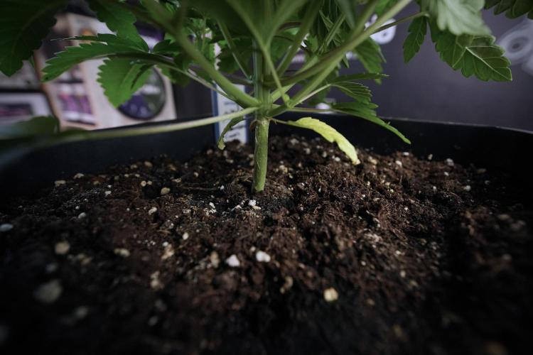 Animal Mints-Legends of the Frozen North. Week 6 - Plant A