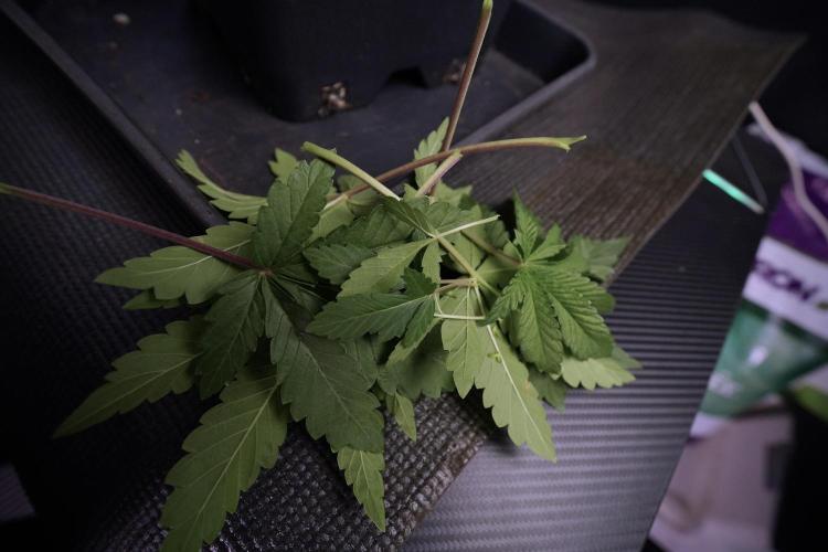 Animal Mints-Legends of the Frozen North. Week 6 - Plant A