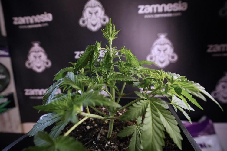 Animal Mints-Legends of the Frozen North. Week 6 - Plant A