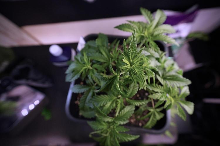 Animal Mints-Legends of the Frozen North. Week 6 - Plant A