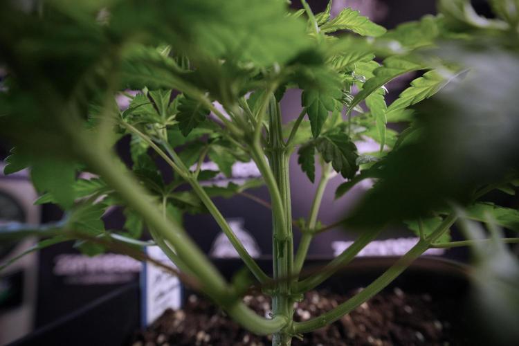 Animal Mints-Legends of the Frozen North. Week 6 - Plant A