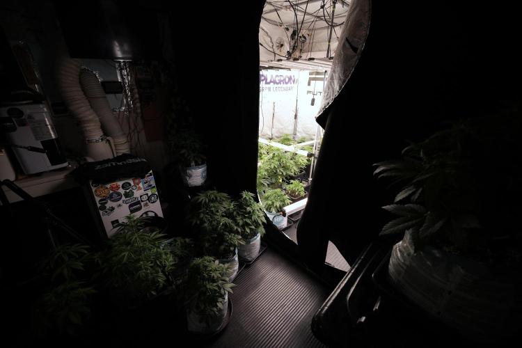 Animal Mints-Legends of the Frozen North. Week 6 - Room 