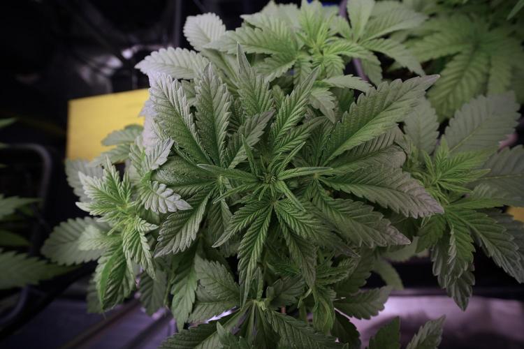 Animal Mints-Legends of the Frozen North. Week 6 - Other 12/12 from seed Mints 