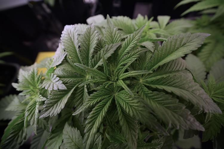 Animal Mints-Legends of the Frozen North. Week 6 - Other 12/12 from seed Mints 