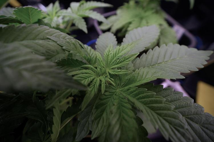 Animal Mints-Legends of the Frozen North. Week 6 - Other 12/12 from seed Mints 