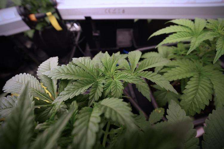 Animal Mints-Legends of the Frozen North. Week 6 - Other 12/12 from seed Mints 