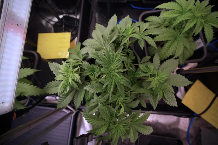 Animal Mints-Legends of the Frozen North. Week 6 - Other 12/12 from seed Mints 