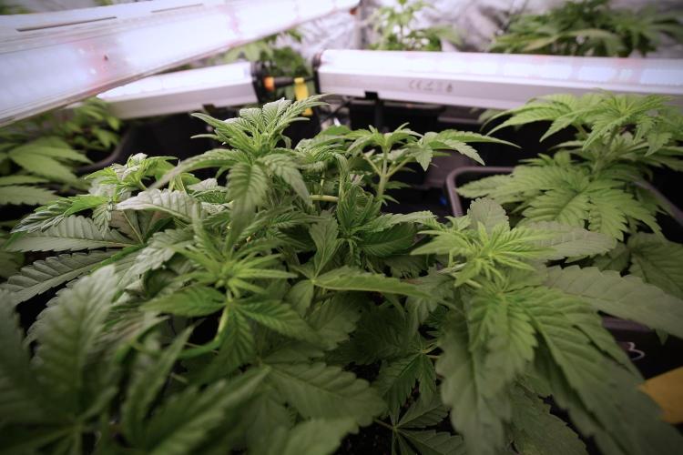 Animal Mints-Legends of the Frozen North. Week 6 - Other 12/12 from seed Mints 