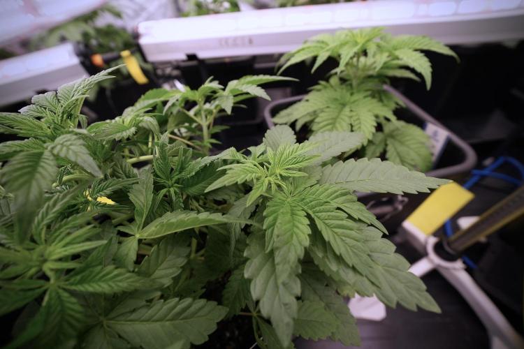 Animal Mints-Legends of the Frozen North. Week 6 - Other 12/12 from seed Mints 