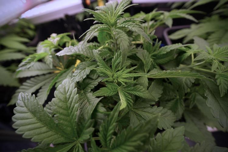 Animal Mints-Legends of the Frozen North. Week 6 - Other 12/12 from seed Mints 