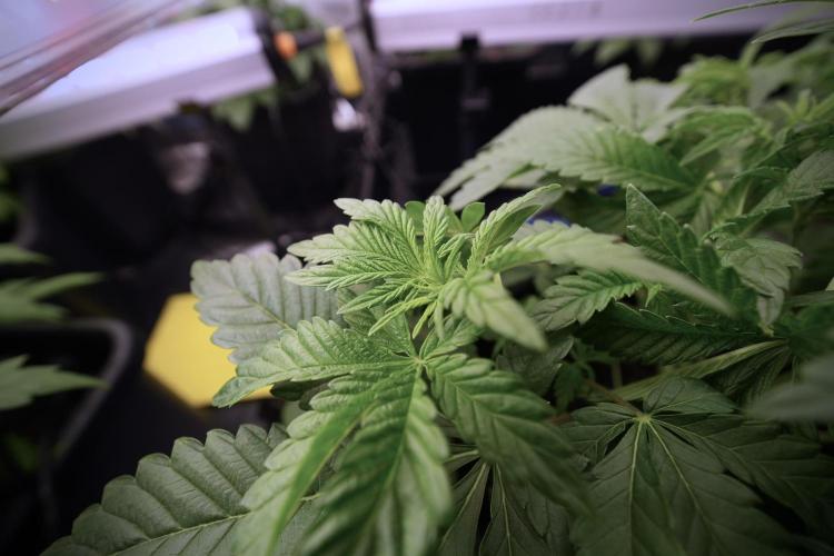 Animal Mints-Legends of the Frozen North. Week 6 - Other 12/12 from seed Mints 