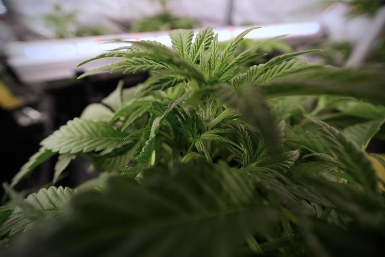 Animal Mints-Legends of the Frozen North. Week 6 - Other 12/12 from seed Mints 