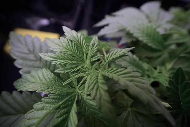 Animal Mints-Legends of the Frozen North. Week 6 - Other 12/12 from seed Mints 