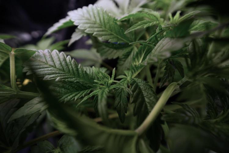 Animal Mints-Legends of the Frozen North. Week 6 - Other 12/12 from seed Mints 