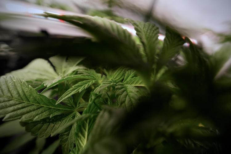 Animal Mints-Legends of the Frozen North. Week 6 - Other 12/12 from seed Mints 