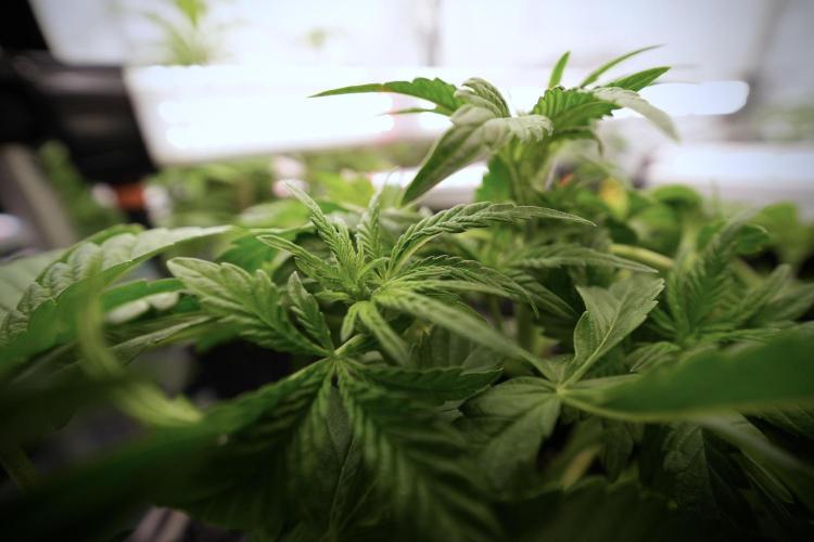 Animal Mints-Legends of the Frozen North. Week 6 - Other 12/12 from seed Mints 