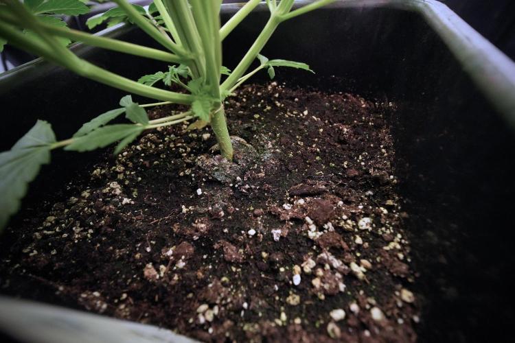 Animal Mints-Legends of the Frozen North. Week 6 - Other 12/12 from seed Mints 