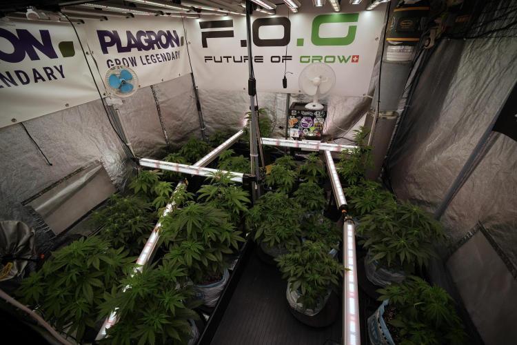 Animal Mints-Legends of the Frozen North. Week 6 - Room and Vibes