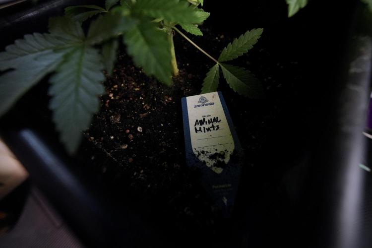 Animal Mints-Legends of the Frozen North. Week 6 - Plant A