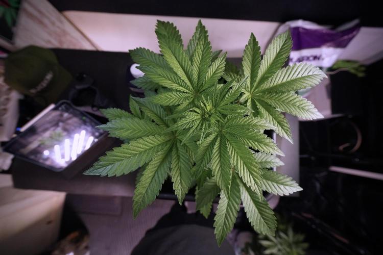 Animal Mints-Legends of the Frozen North. Week 6 - Plant A