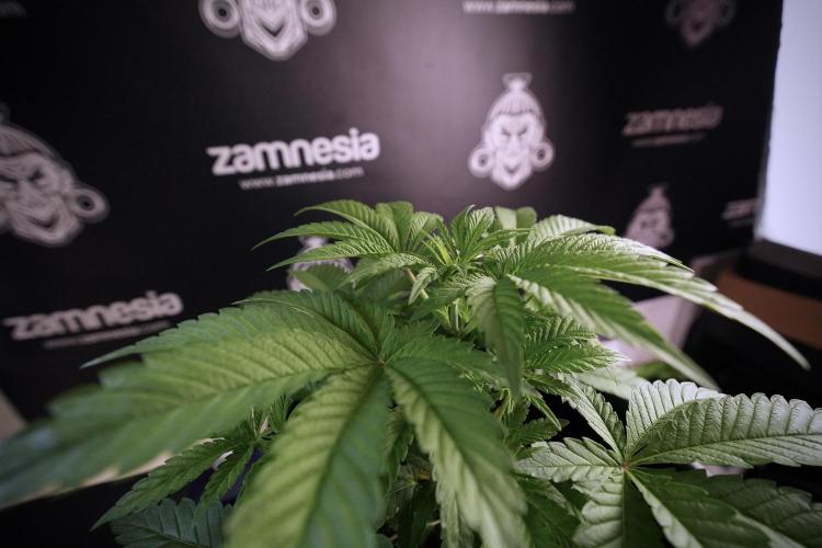 Animal Mints-Legends of the Frozen North. Week 6 - Plant A