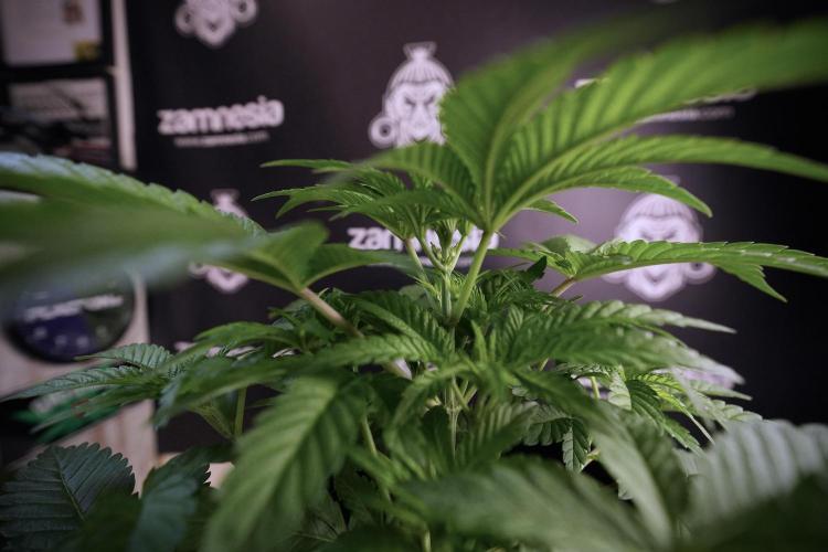 Animal Mints-Legends of the Frozen North. Week 6 - Plant A