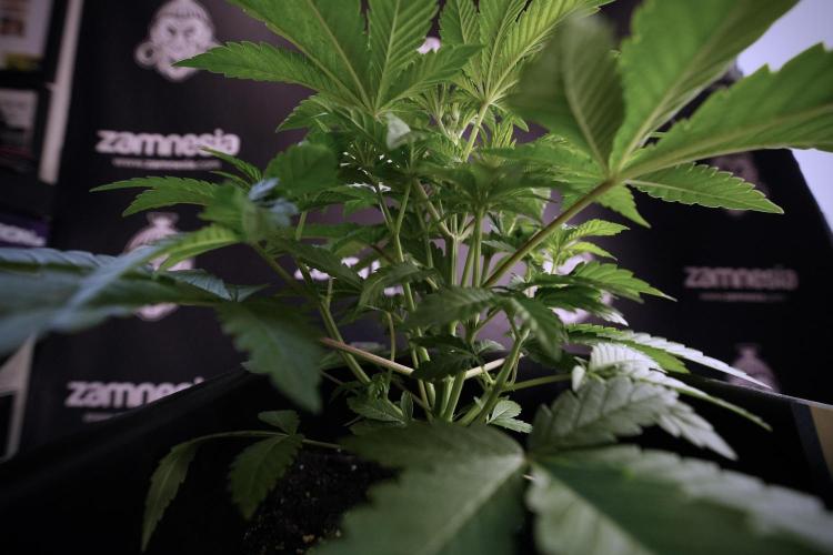 Animal Mints-Legends of the Frozen North. Week 6 - Plant A