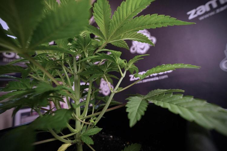 Animal Mints-Legends of the Frozen North. Week 6 - Plant A