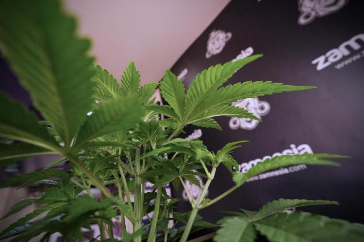 Animal Mints-Legends of the Frozen North. Week 6 - Plant A