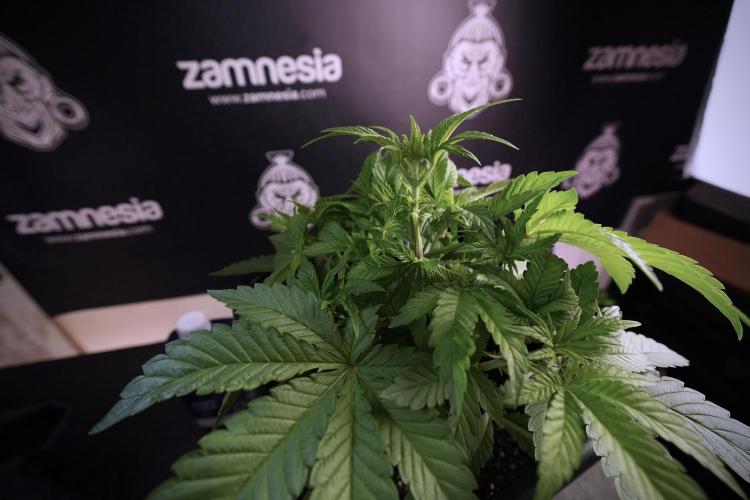 Animal Mints-Legends of the Frozen North. Week 6 - Plant A