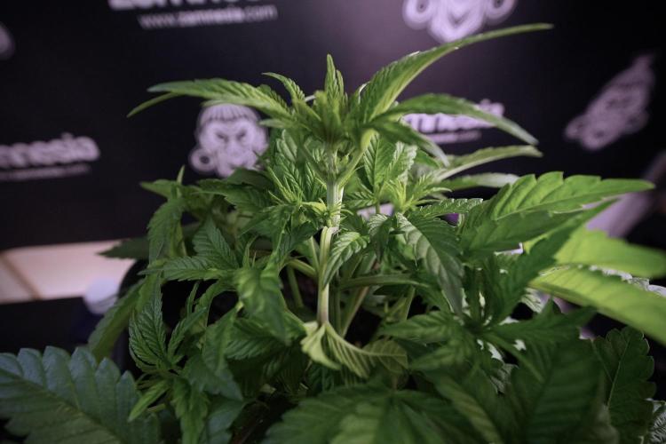 Animal Mints-Legends of the Frozen North. Week 6 - Plant A