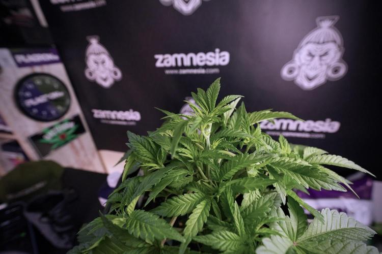 Animal Mints-Legends of the Frozen North. Week 6 - Plant A