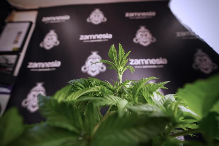 Animal Mints-Legends of the Frozen North. Week 6 - Plant A