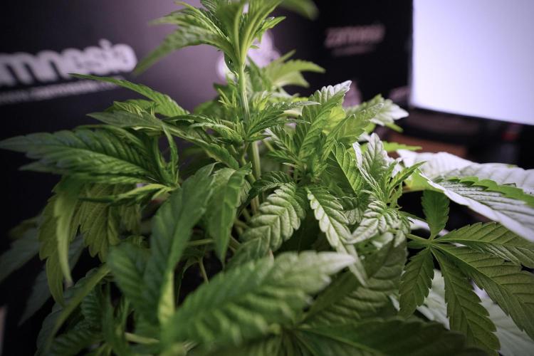 Animal Mints-Legends of the Frozen North. Week 6 - Plant A