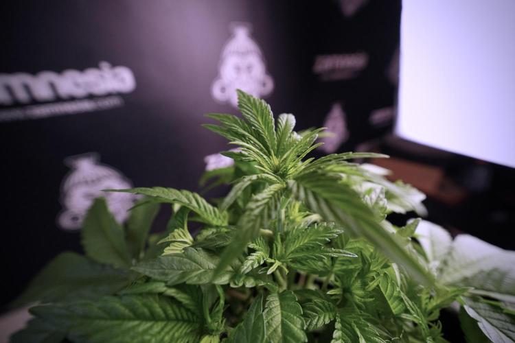 Animal Mints-Legends of the Frozen North. Week 6 - Plant A