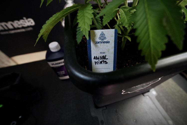 Animal Mints-Legends of the Frozen North. Week 6 - Plant B