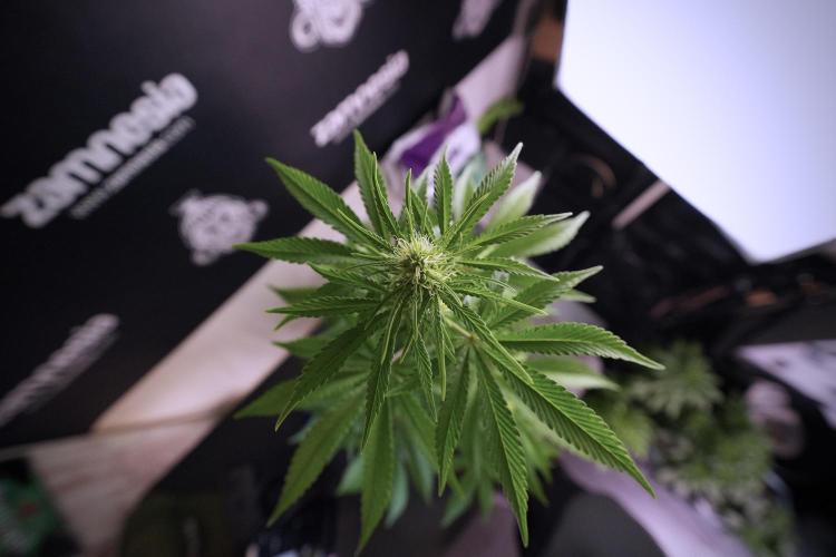 Animal Mints-Legends of the Frozen North. Week 6 - Plant B