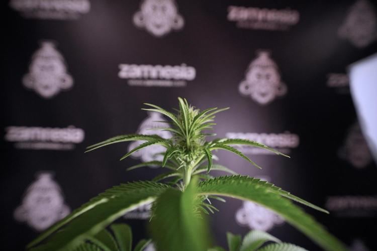 Animal Mints-Legends of the Frozen North. Week 6 - Plant B