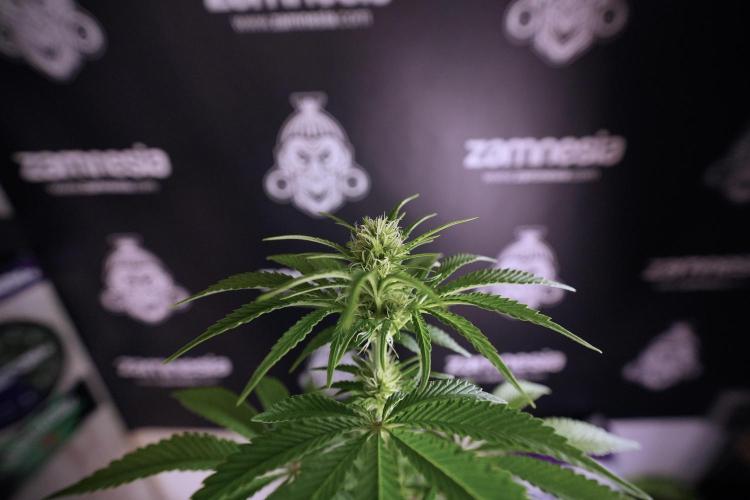 Animal Mints-Legends of the Frozen North. Week 6 - Plant B