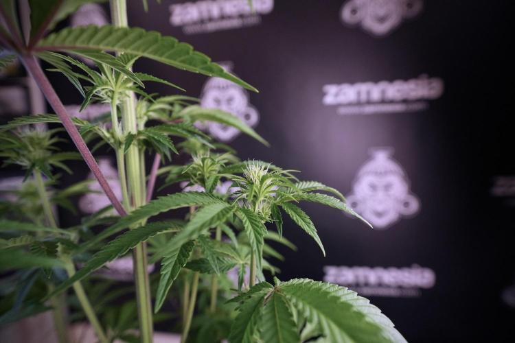 Animal Mints-Legends of the Frozen North. Week 6 - Plant B