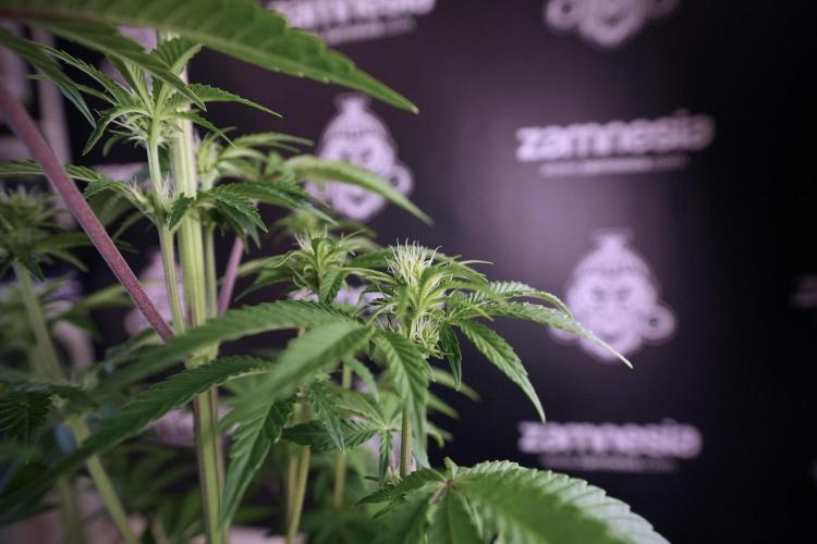 Animal Mints-Legends of the Frozen North. Week 6 - Plant B