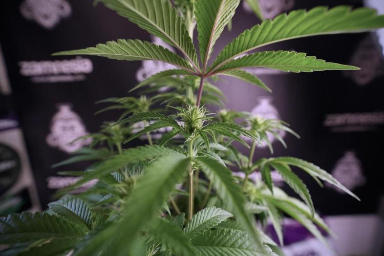 Animal Mints-Legends of the Frozen North. Week 6 - Plant B