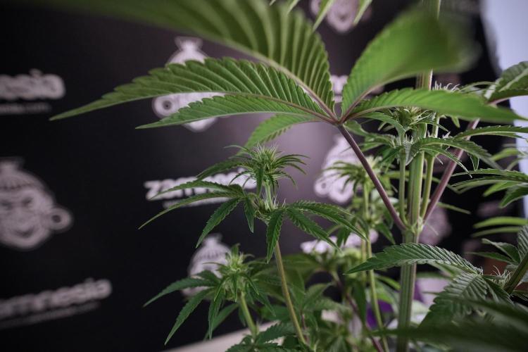 Animal Mints-Legends of the Frozen North. Week 6 - Plant B