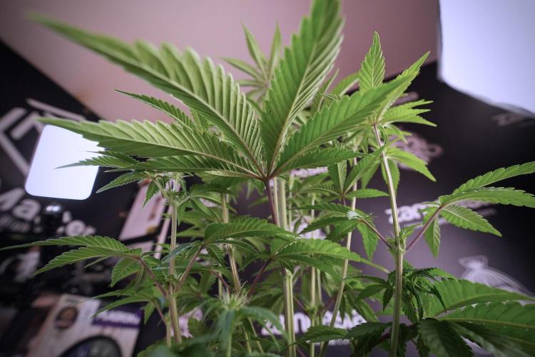 Animal Mints-Legends of the Frozen North. Week 6 - Plant B