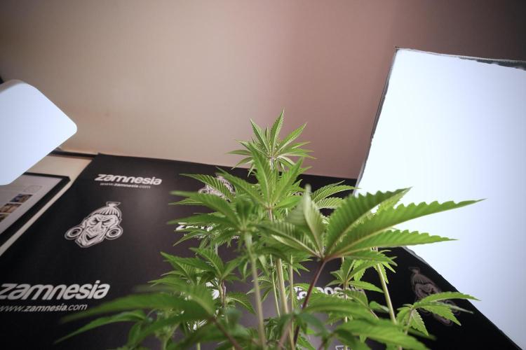 Animal Mints-Legends of the Frozen North. Week 6 - Plant B