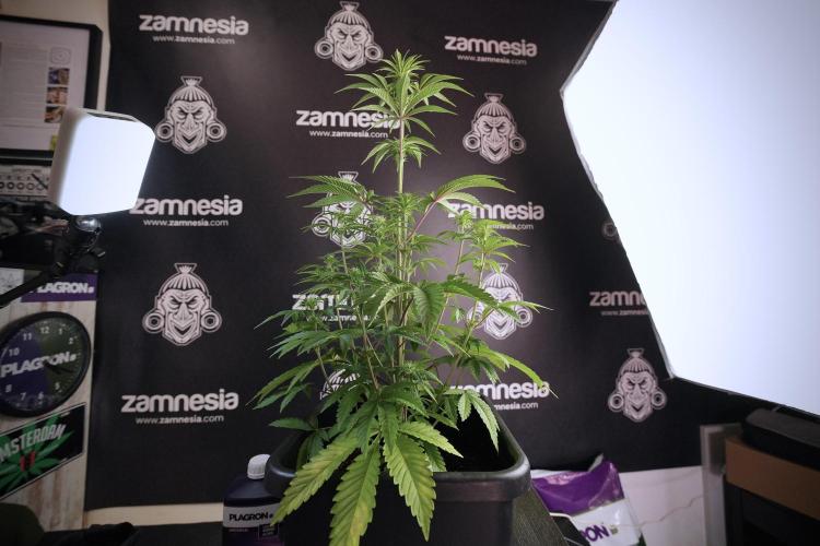 Animal Mints-Legends of the Frozen North. Week 6 - Plant B