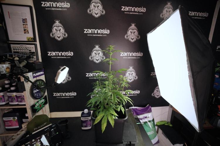 Animal Mints-Legends of the Frozen North. Week 6 - Plant B