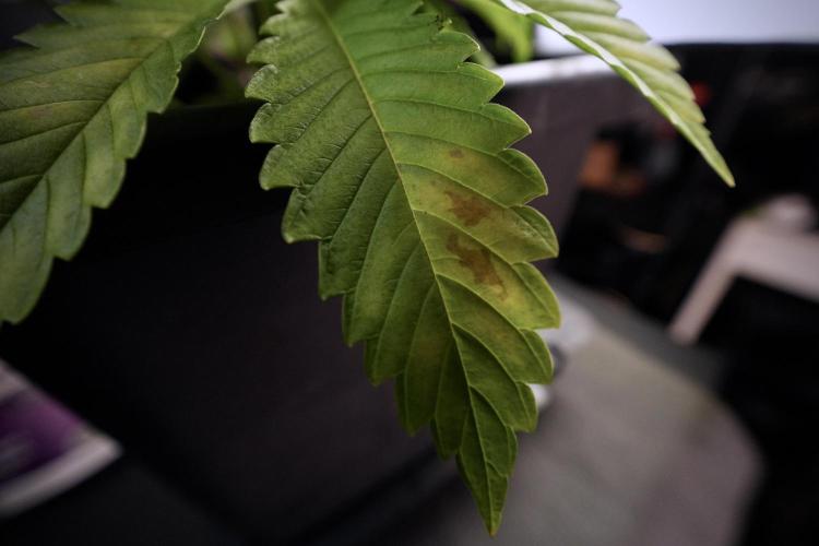 Animal Mints-Legends of the Frozen North. Week 6 - Plant B