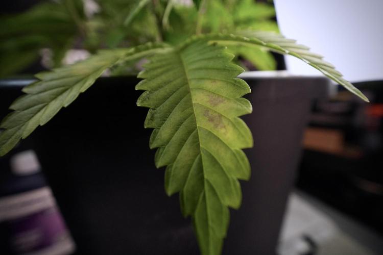 Animal Mints-Legends of the Frozen North. Week 6 - Plant B