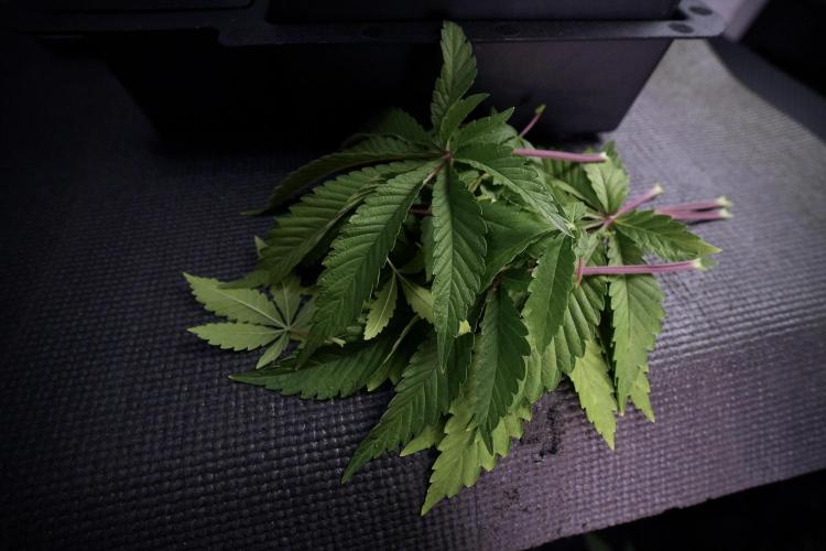 Animal Mints-Legends of the Frozen North. Week 6 - Plant B